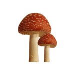 - "mushroom squad" -