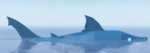 Fish Trading Servers