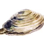 The Clam’s group