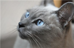Cat savers