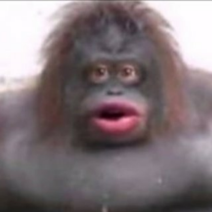 funny monke Roblox decal