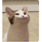 Pop cat group (PLEASE JOIN)
