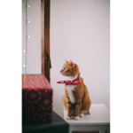 hunter_kitty