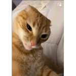 Cat-Us