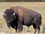 #TeamBuffalo Squad