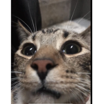 Real Kittyhugglesyt fan group