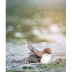 River Duck squad