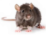 k00l rats