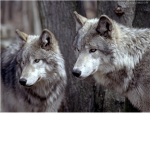Wolf319