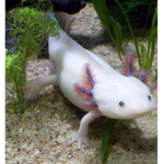 The British Axolotl Fan Club