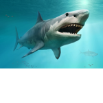 Megalodon_Grupa