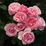 !rose!