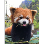 Red pandas LOL