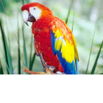 The Lucky Birds