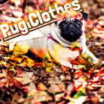 ####### Clothes 🐶