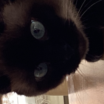 Cat Pack 0224