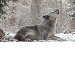 The Official Wolf Den