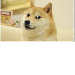 🏢Doge City🏢