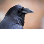 we love raven