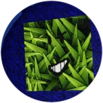 Grassy cube