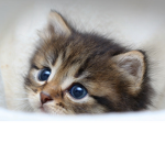 #cutestkitty