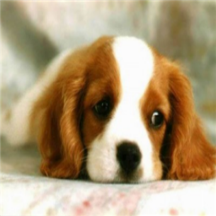 Cute Dog Roblox decal