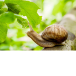 Help Me Help The Snails!