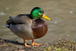 Duckmas