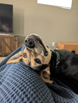 Snickers is a dog and she's so cute