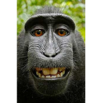 MonkeRule