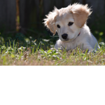 Pferde,Hunde Gruppe