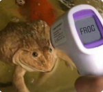ɢᴏʟᴅғɪsʜ ᴀʀᴍʏ