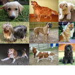 the super dog fan club