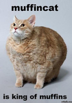 muffincat clothing