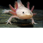 Cool axolotl kingdom