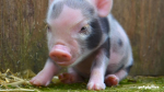 The pigs are happy