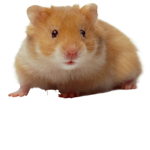 HamsterGroup