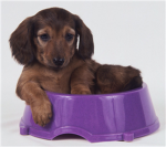 All Dachshund Fan Club