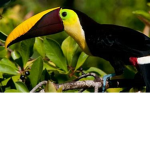 Toucan Squad :>