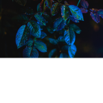 bluewaterquantum