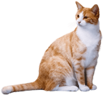 Cats and Dogs CIub