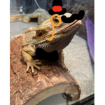 -Fancy Bearded Dragon Clothing-