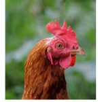 Chicken King's Clan