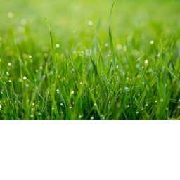 Touch Grass Simulator (Pre-Beta)