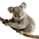 TEAM KOALA #FOREVER