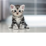girlykittenYT