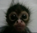 awessstria Group Thumbnail