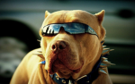 Heckhound's Dog Pound