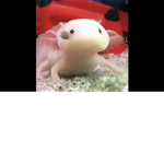 axolotl group hi