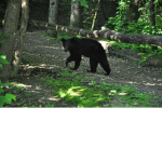 Bee Swarm Sim Bear